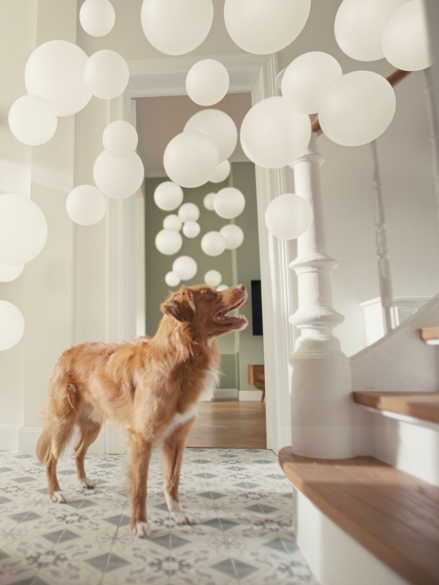 Σκύλος σε διάδρομο με καθαριστή αέρα Daikin κοντά, που φιλτράρει τις τρίχες και τις οσμές των κατοικιδίων